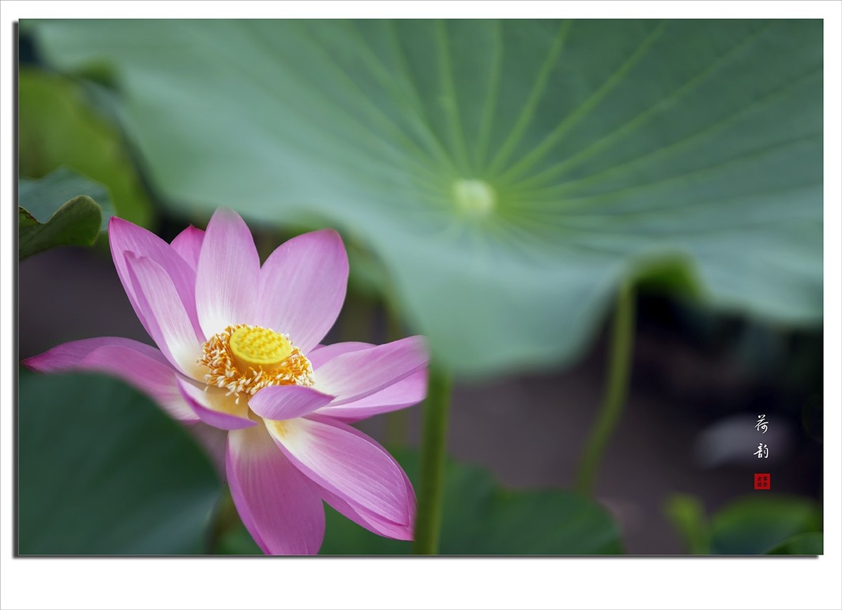 荷花摄影作品--小结贴