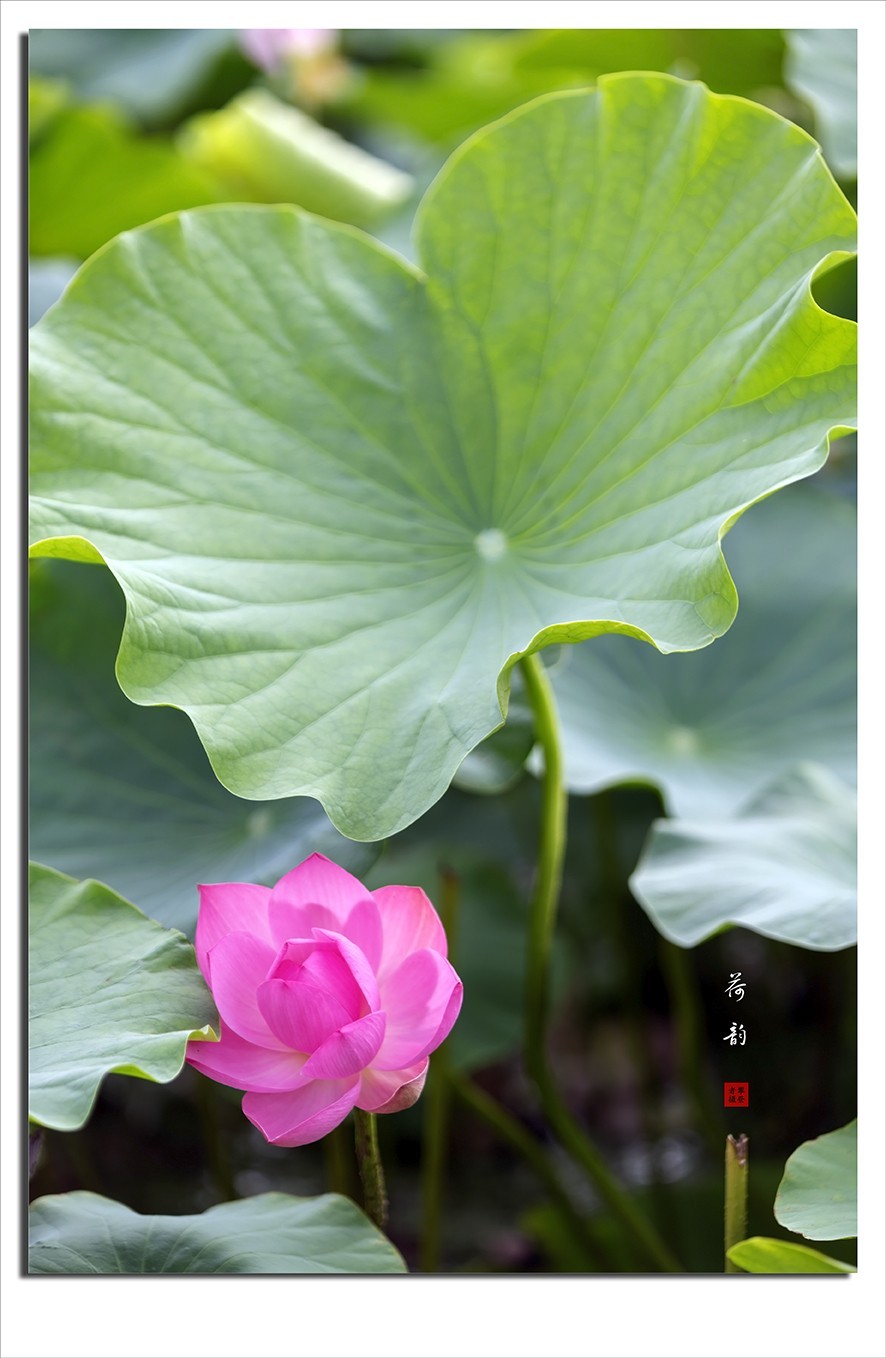 荷花摄影作品--小结贴