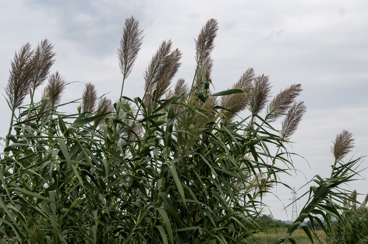 庐州印象（388）