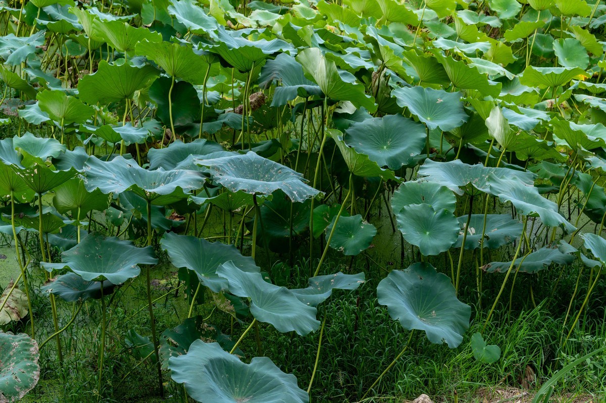 庐州印象（388）