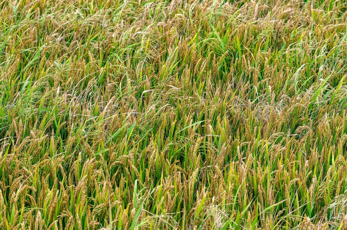 庐州印象（388）