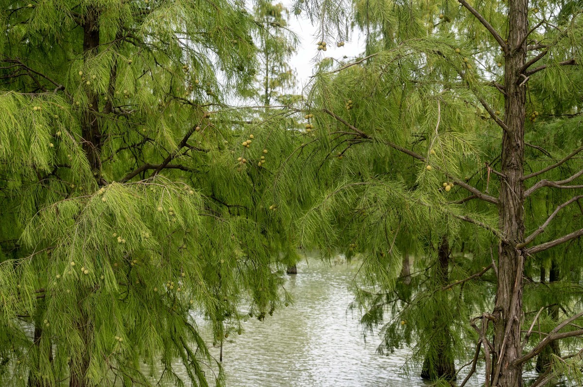 庐州印象（388）