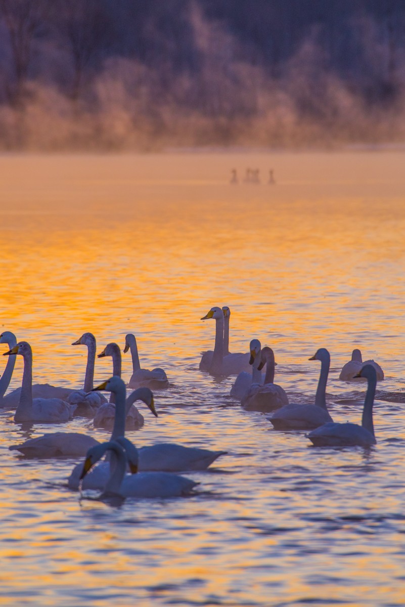 梦 醒 时 分 --- 北 票 大 天 鹅 （ 三 ）