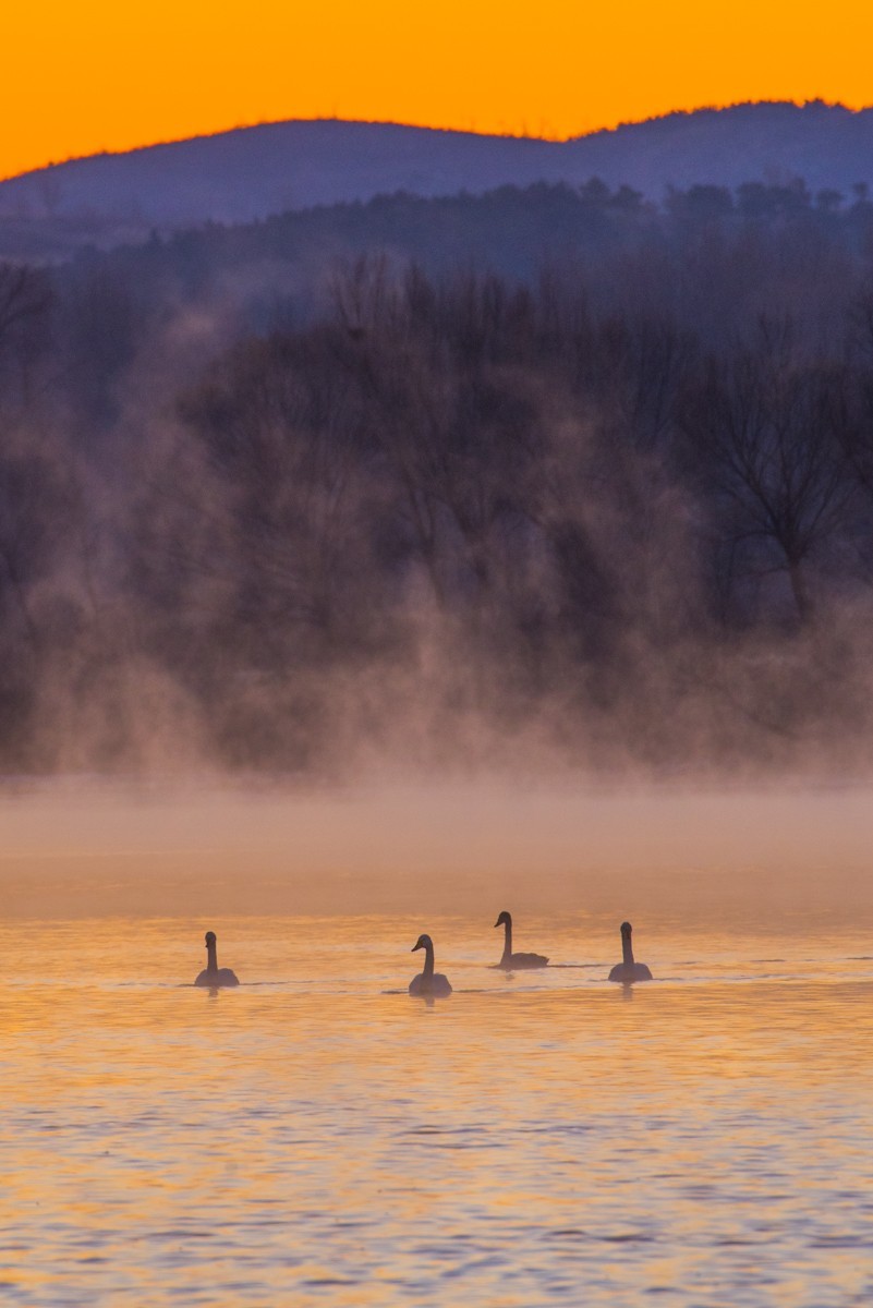 梦 醒 时 分 --- 北 票 大 天 鹅 （ 三 ）