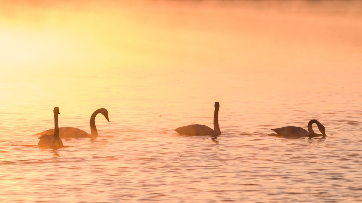 梦 醒 时 分 --- 北 票 大 天 鹅 （ 三 ）