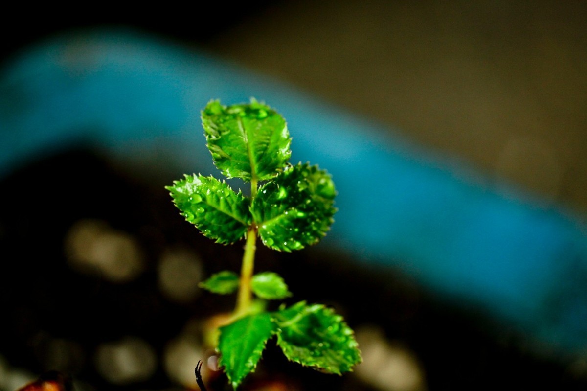 杂拍——嫩芽●静物娃娃
