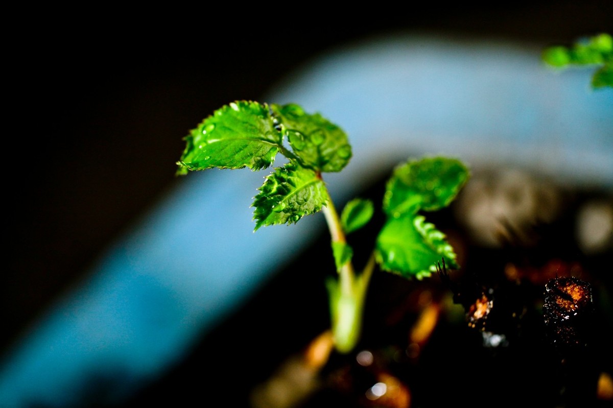 杂拍——嫩芽●静物娃娃