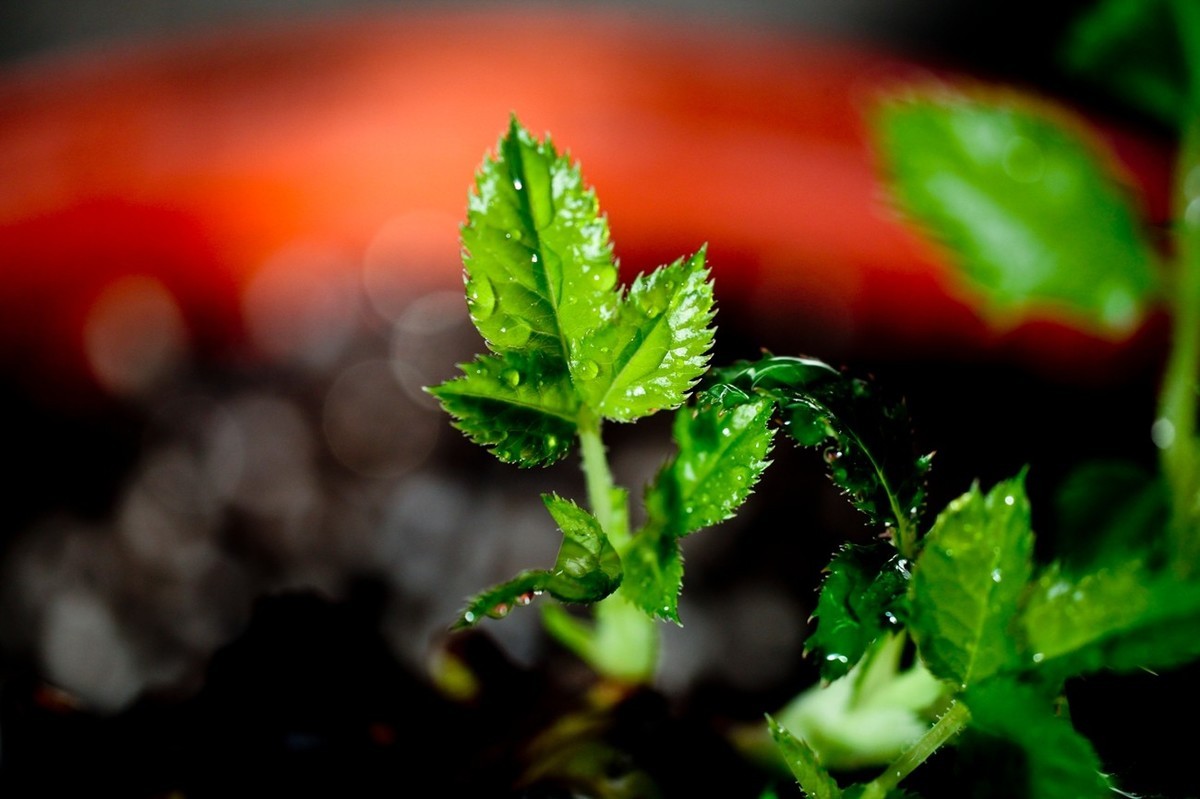 杂拍——嫩芽●静物娃娃