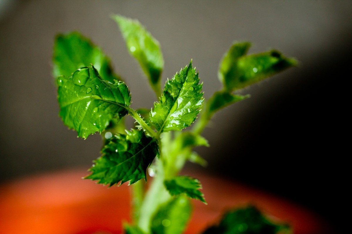 杂拍——嫩芽●静物娃娃