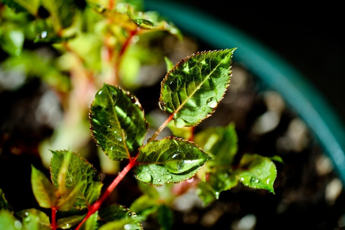 杂拍——嫩芽●静物娃娃