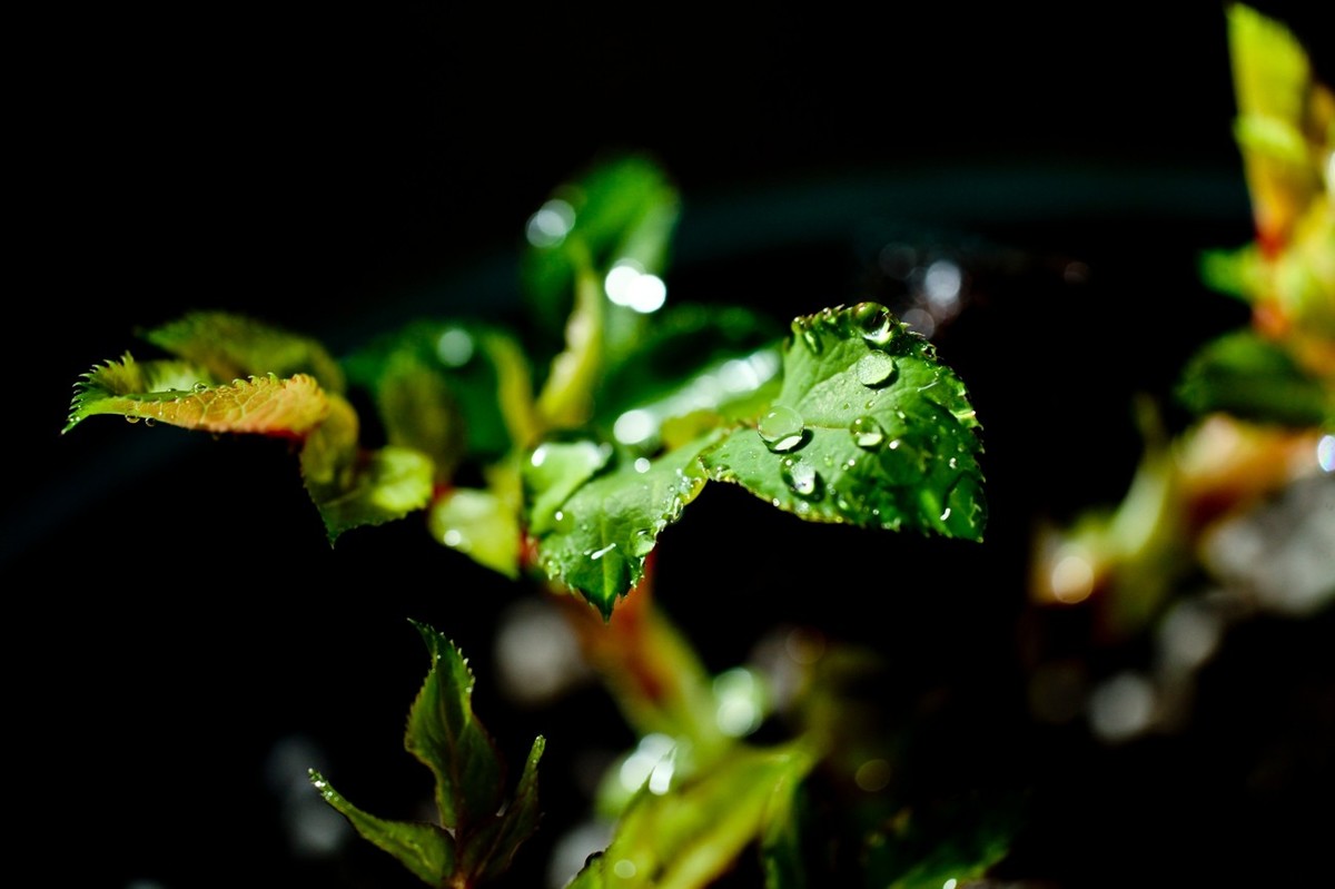 杂拍——嫩芽●静物娃娃