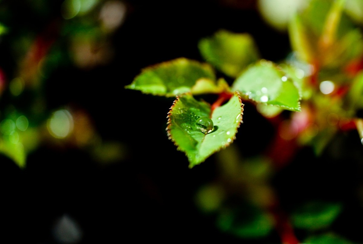 杂拍——嫩芽●静物娃娃