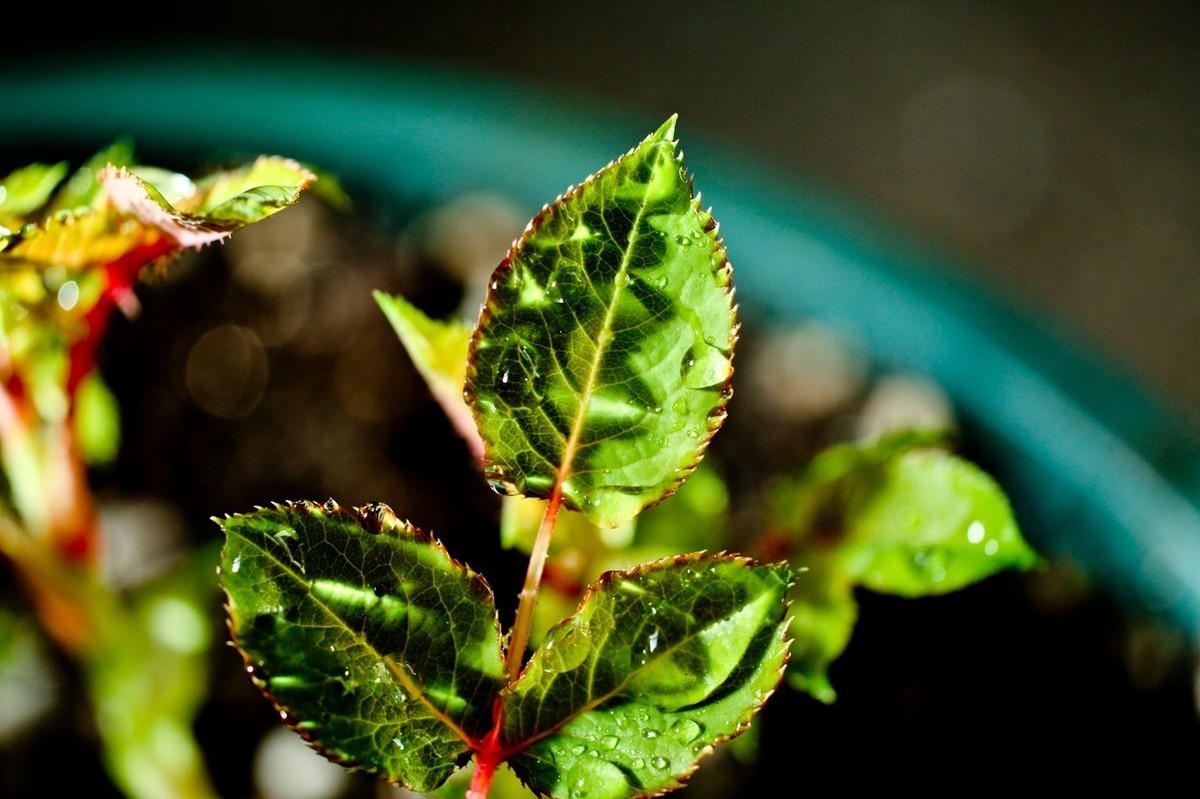 杂拍——嫩芽●静物娃娃