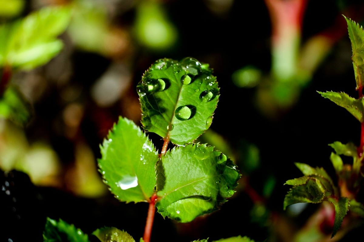 杂拍——嫩芽●静物娃娃