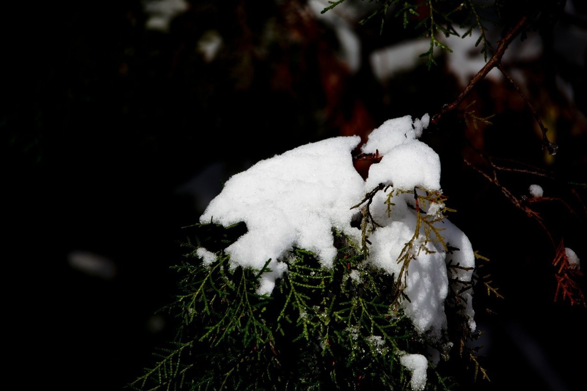 济南——大雪后景色
