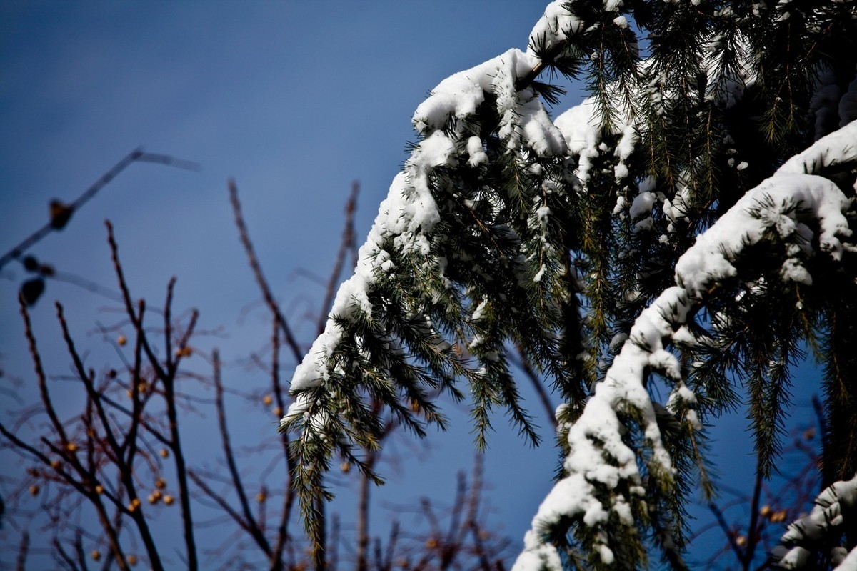 济南——大雪后景色