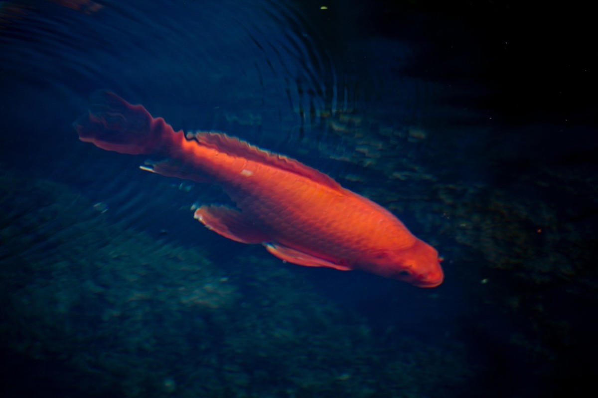 济南——大雪后景色