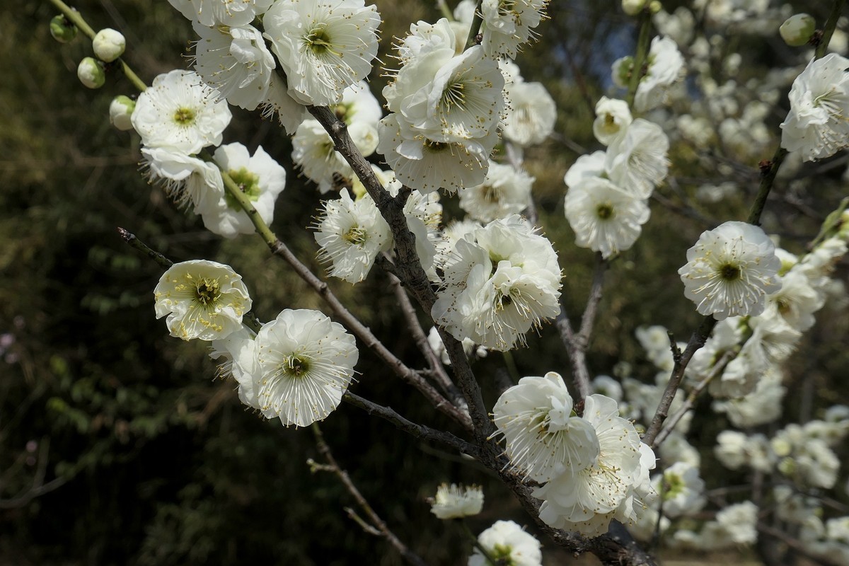 森林公园梅花山二