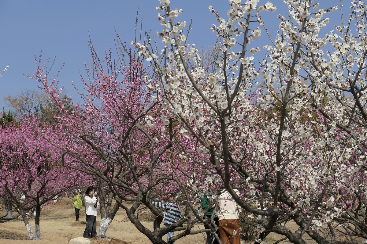 森林公园梅花山二