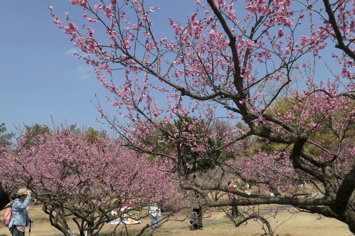 森林公园梅花山二