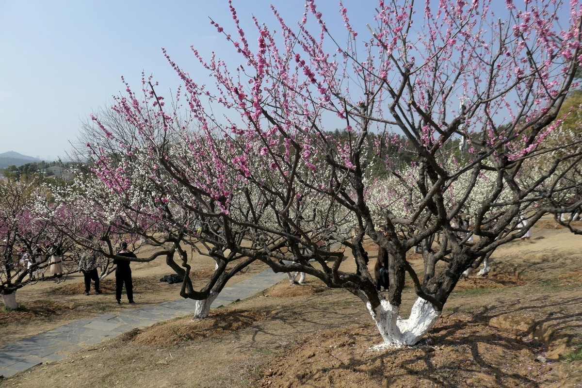 森林公园梅花山二