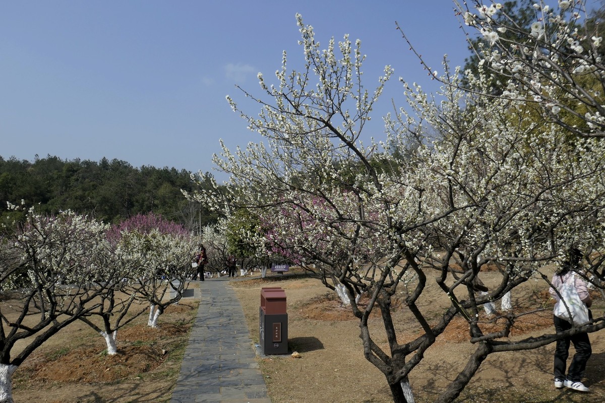森林公园梅花山二
