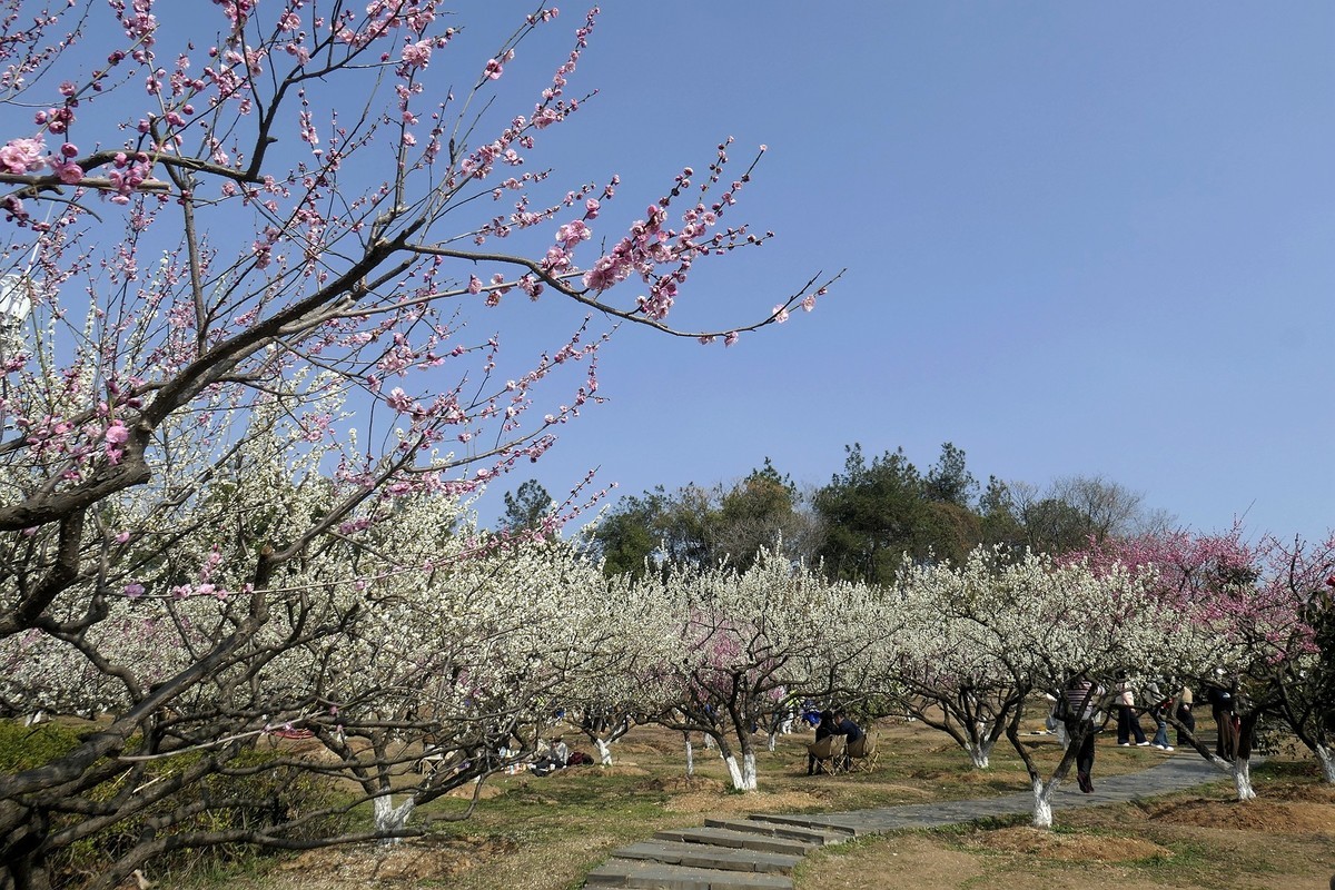 森林公园梅花山二
