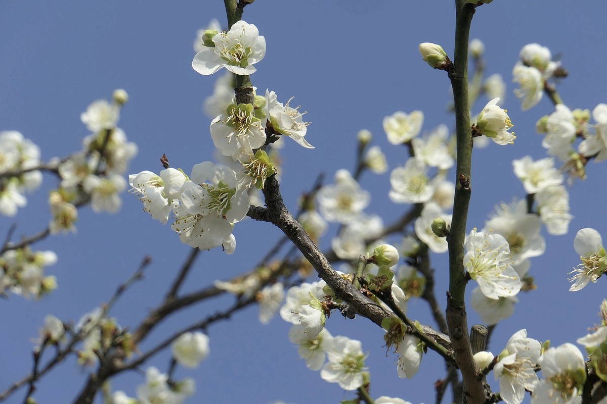 森林公园梅花山二