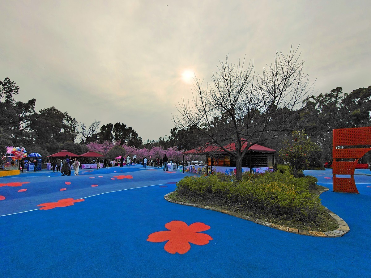 武汉东湖樱花园6