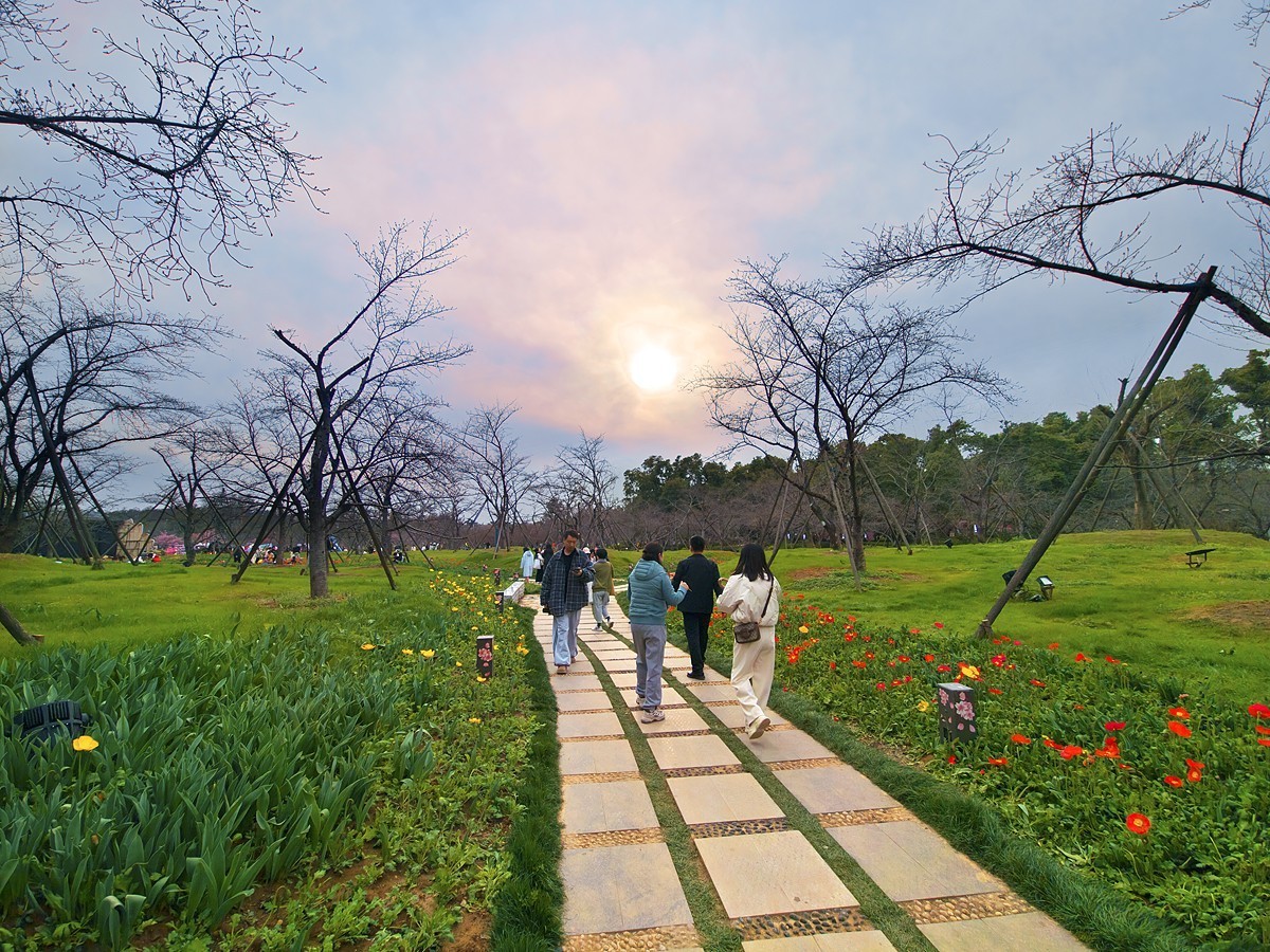 武汉东湖樱花园6