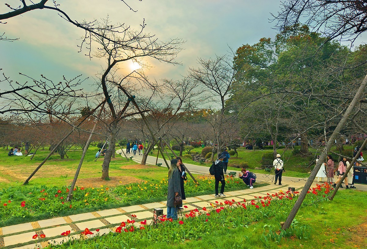 武汉东湖樱花园6