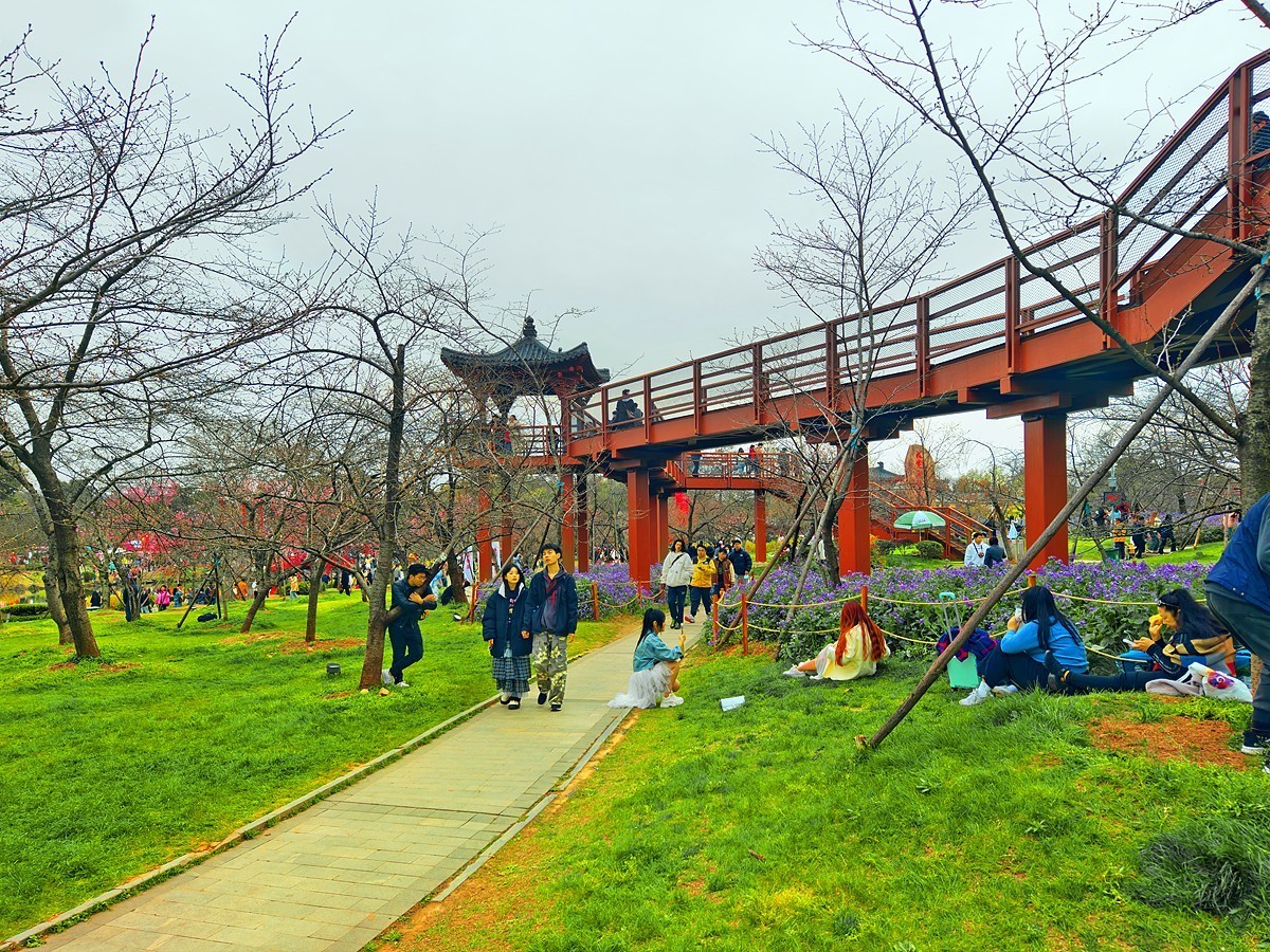 武汉东湖樱花园6