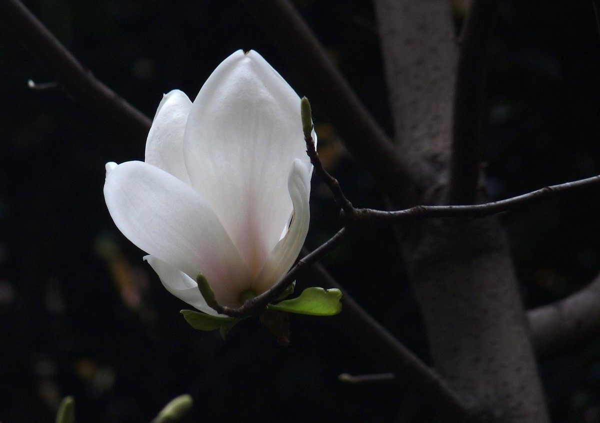 即将凋谢的玉兰花