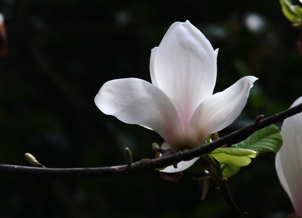 即将凋谢的玉兰花