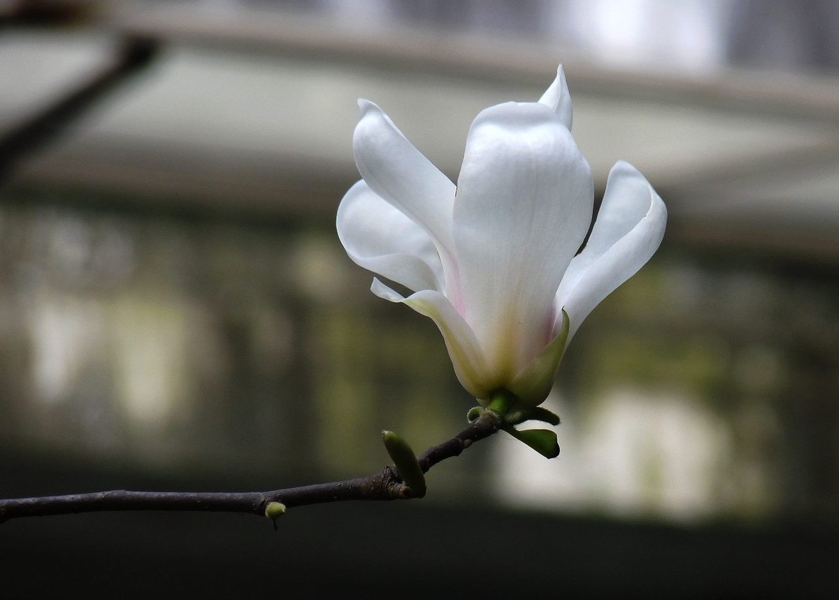 即将凋谢的玉兰花