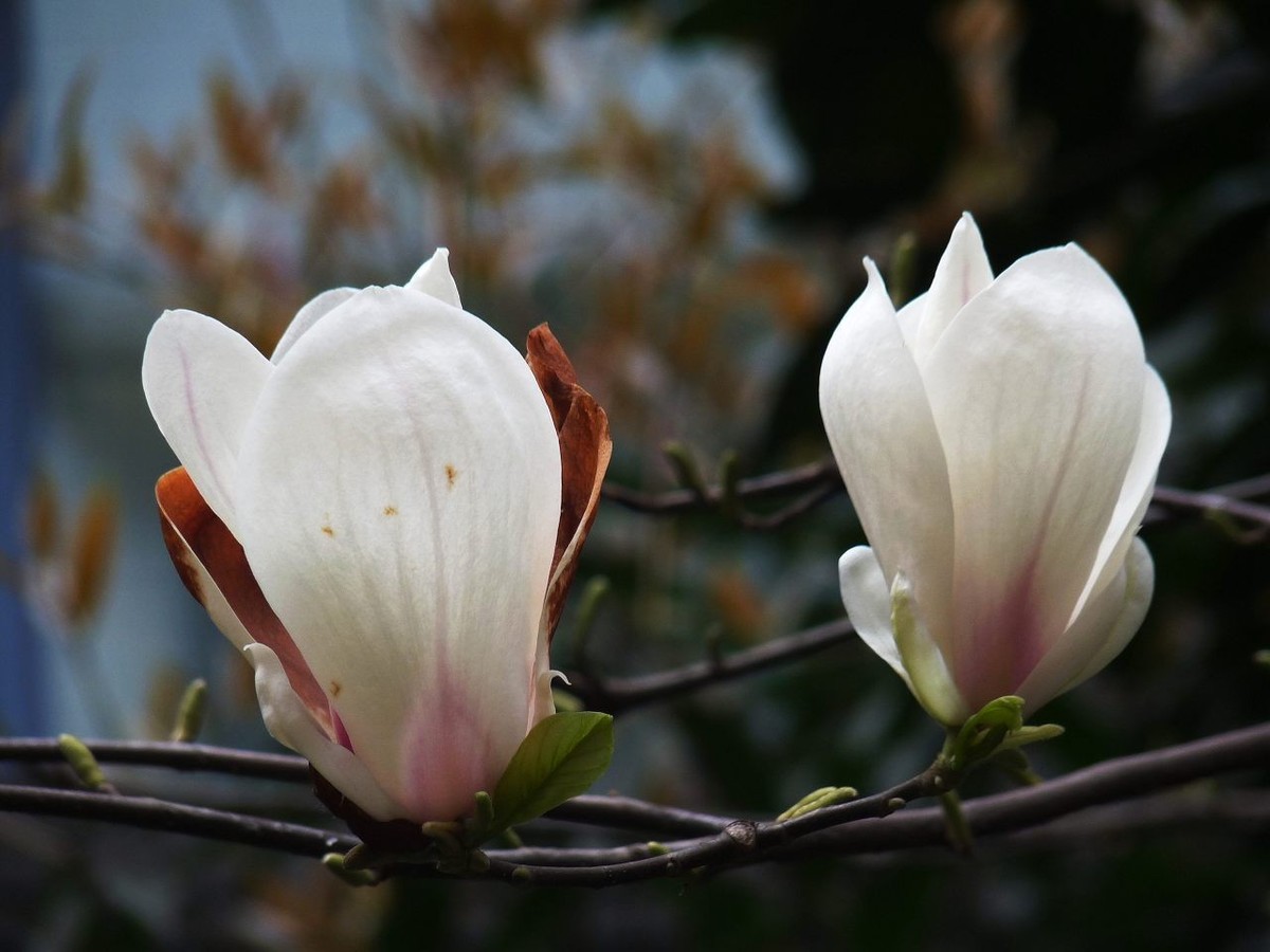 即将凋谢的玉兰花