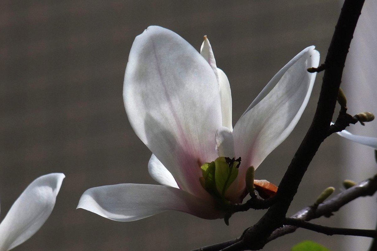 即将凋谢的玉兰花