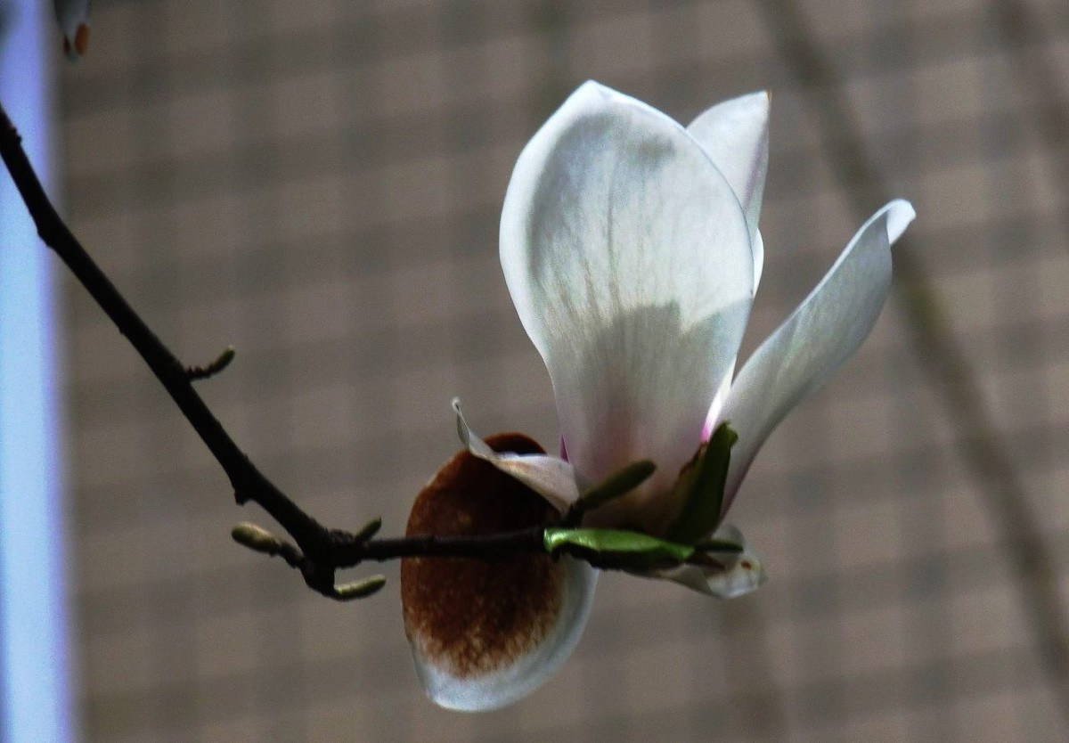 即将凋谢的玉兰花