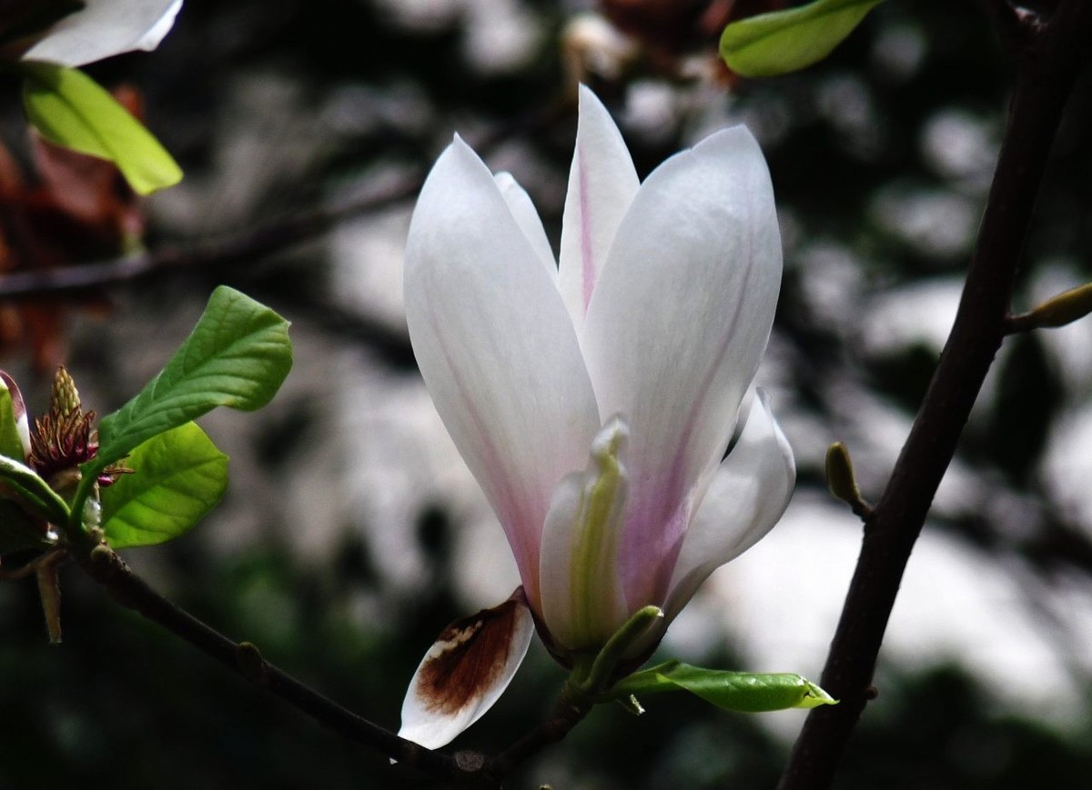 即将凋谢的玉兰花