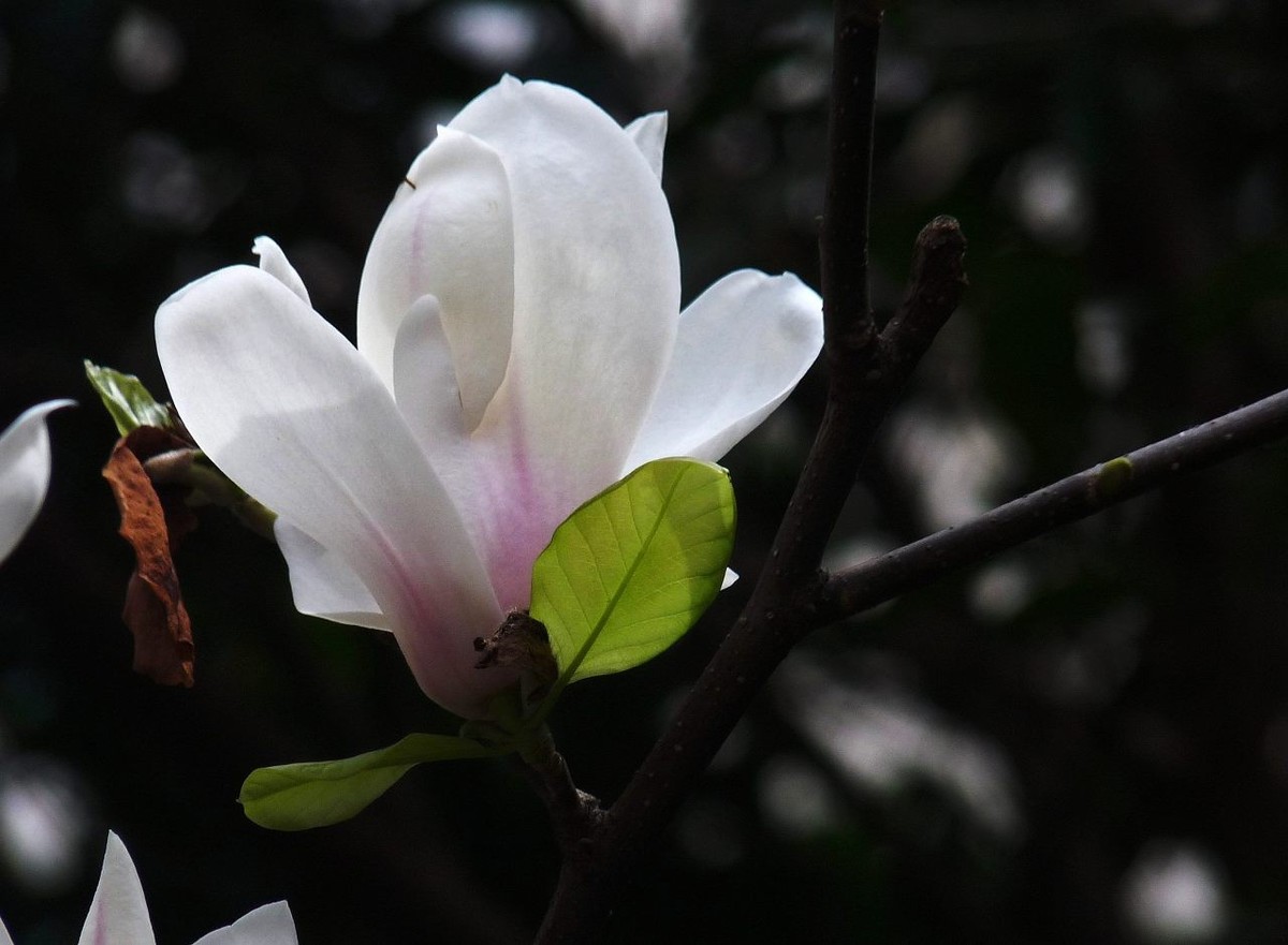 即将凋谢的玉兰花