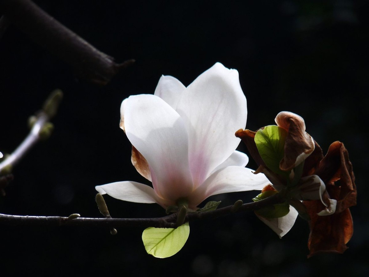 即将凋谢的玉兰花