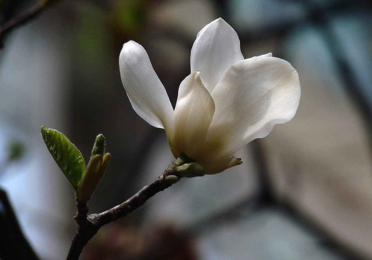 即将凋谢的玉兰花