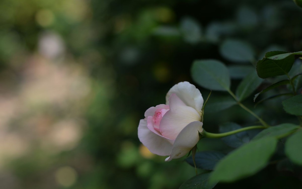 春赏月季花