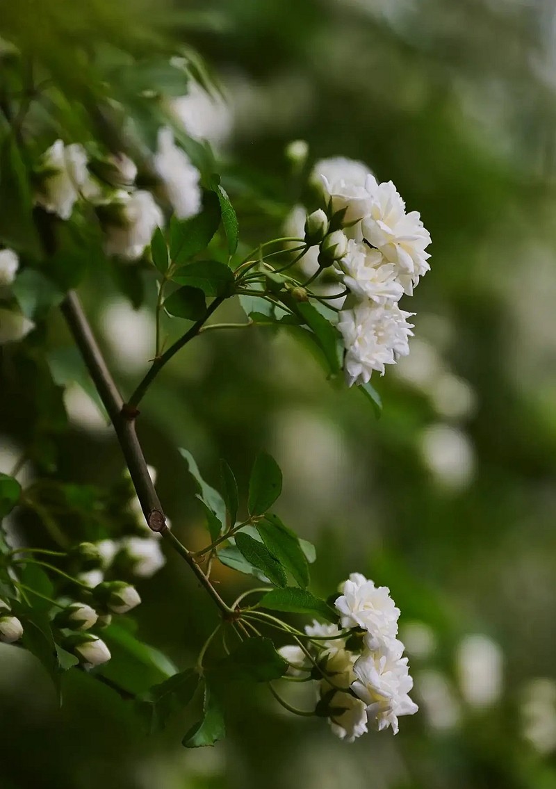朩香花