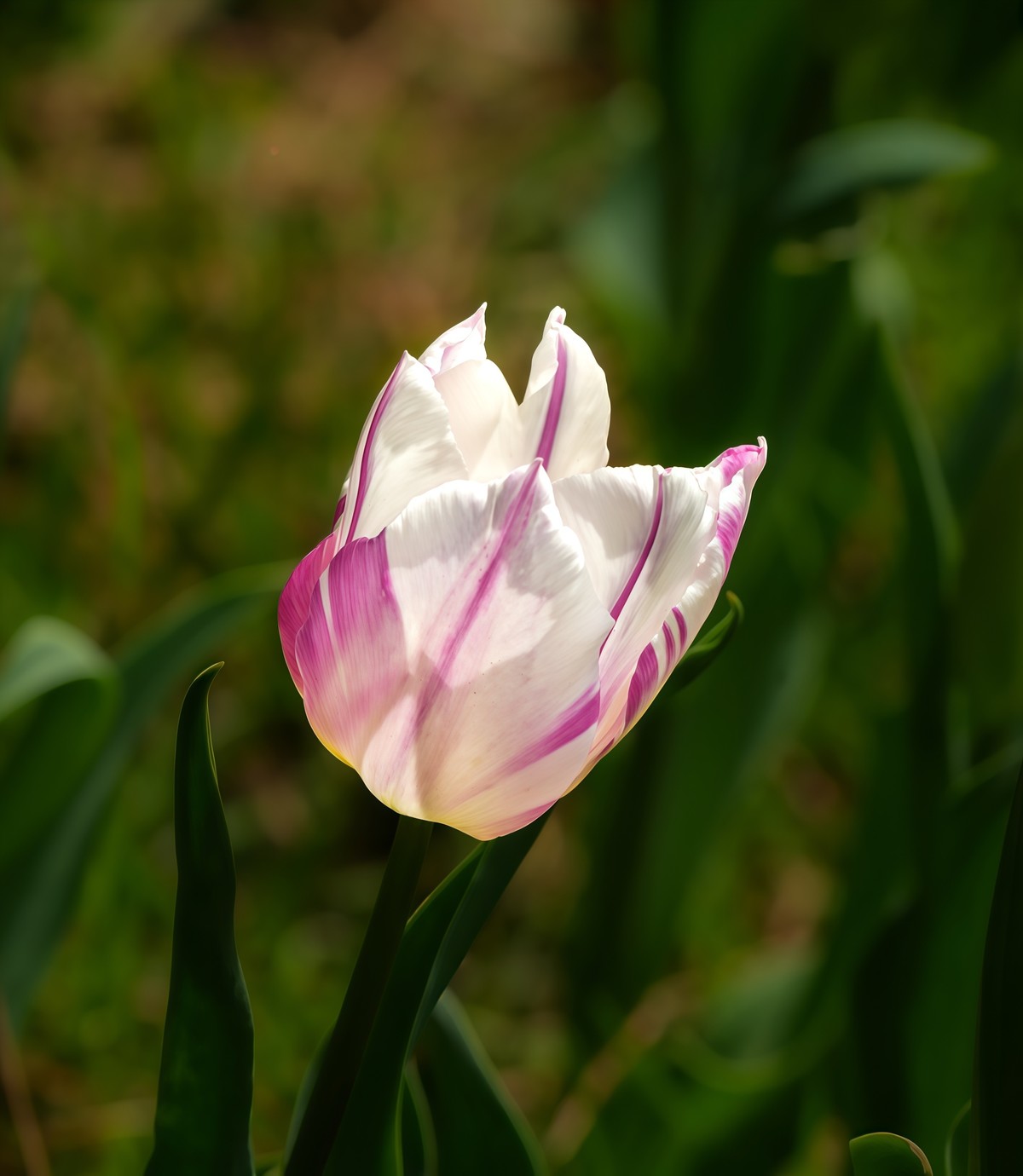 春游中山公园20250403 《7》