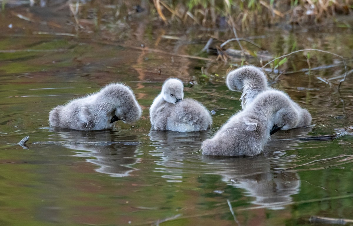 黑天鹅的一家子（二十）