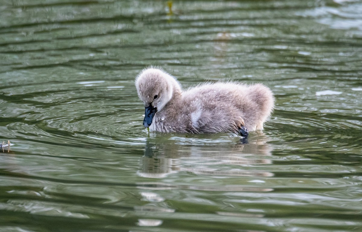 黑天鹅的一家子（二十）