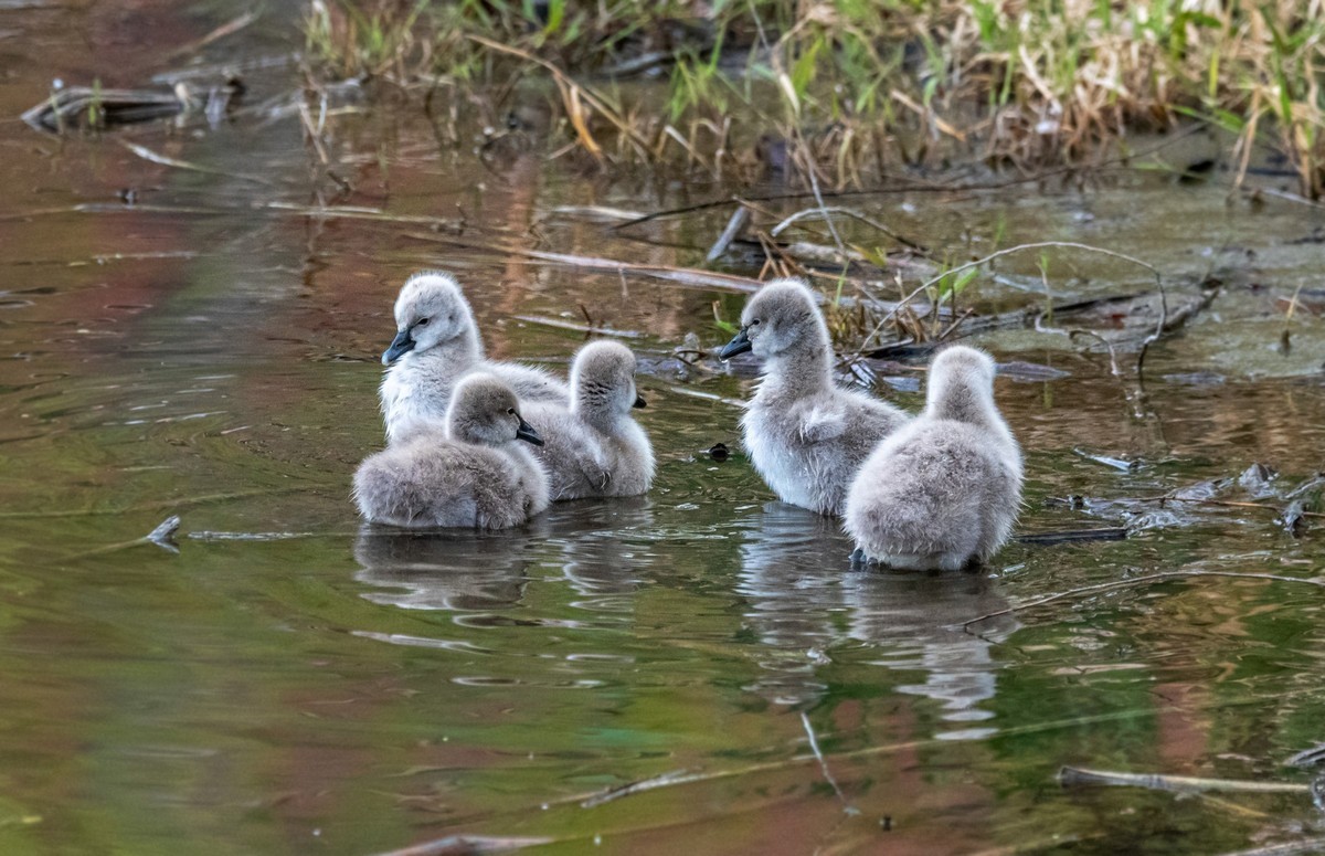 黑天鹅的一家子（二十）