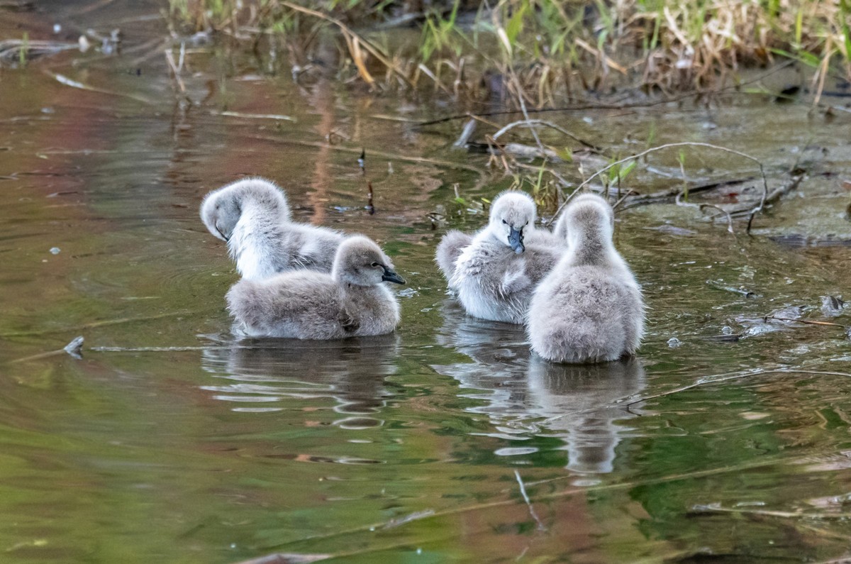 黑天鹅的一家子（二十）