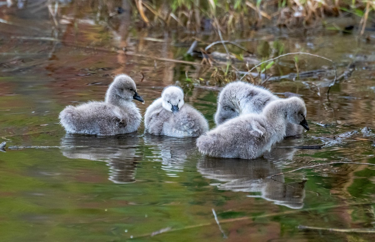 黑天鹅的一家子（二十）